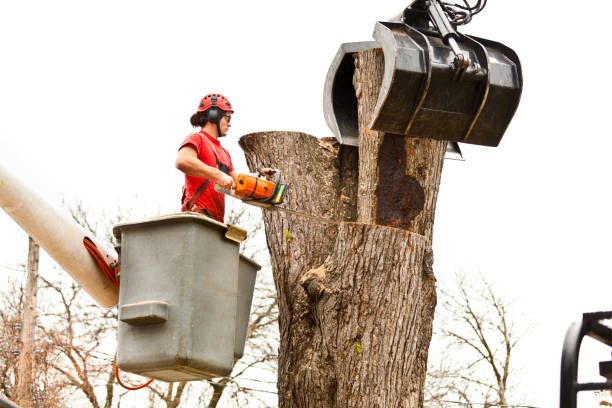 Best Firewood Processing and Delivery  in East Oakdale, CA